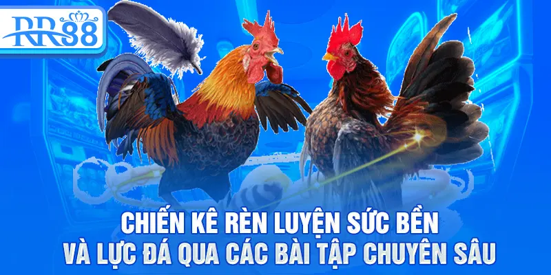 Đá Gà RR88 - Môn Truyền Thống Và Những Chiến Kê Huyền Thoại 2 Chiến kê rèn luyện sức bền và lực đá qua các bài tập chuyên sâu